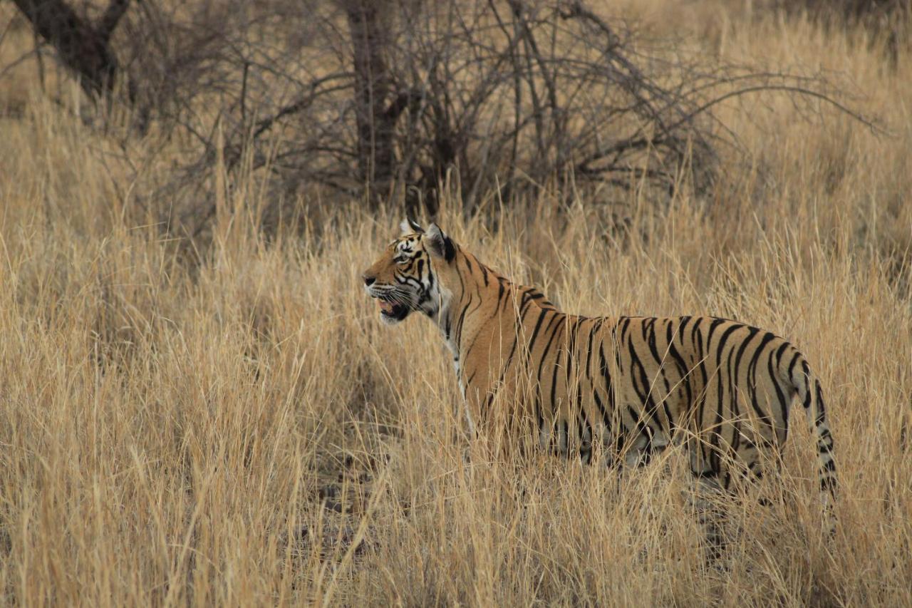 Hotel Ranthambore Regency Sawai Madhopur Zewnętrze zdjęcie
